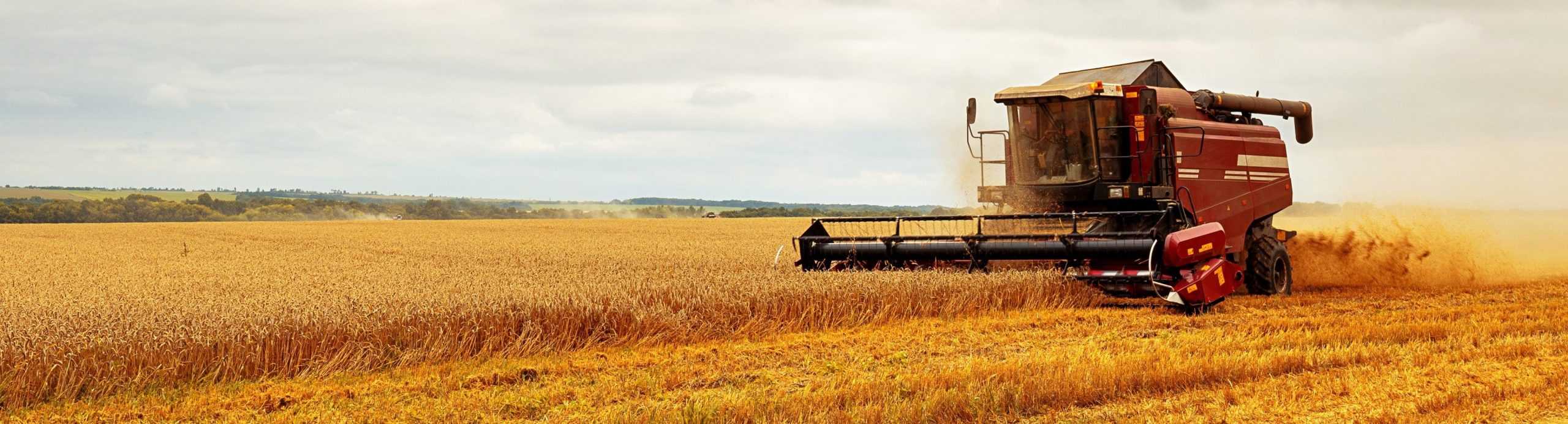 Panoramic view at combine harvester working on a wheat field. Harvesting the wheat. Agriculture. Panoramic banner.